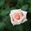엘르(Elle) 이미지