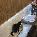 한사랑펫 이미지