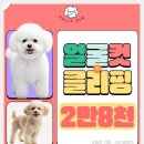 강남역 논현동 애견유치원 비용 비교 후 켈리독 등록후기