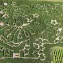 미로농장 이미지