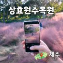 상효원 | 제주 핑크뮬리 시기 상효원수목원 명소 입장료 후기