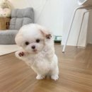 종로애견미용 이미지