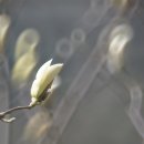 첫 木蓮, 정원에서 - 500mm 반사망원 렌즈로 (아침 햇살에) 이미지