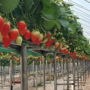 선은농장(1) 이미지