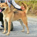 까치말진돗개농장 이미지