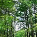 피톤치드 이미지