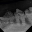 이솜동물병원 이미지