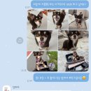 댕모아 이미지