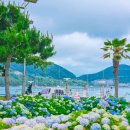 양화마을회관 | 거제 수국 명소 7월 국내 여행지 조선해양문화관 썬트리팜 파란대문집 추천