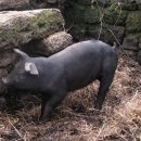 성읍민속마을 이미지