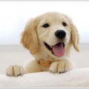 이모네 강아지 이미지