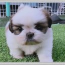 은평애견 이미지