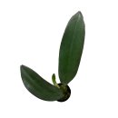 난초다실 이미지