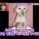 하이디