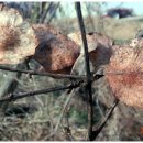 미선농장 이미지