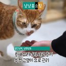 멋진 고양이 | 유리너리 고양이사료추천 후새 사료 요로결석 방광염 관리 후기