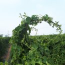 조제농장 이미지