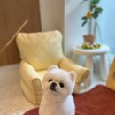 개좋은날 이미지