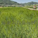 청보리축제장 이미지