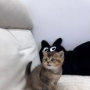 데일리독 | 의정부고양이 전문 <데일리독 의정부점> 믿음 가는 케어 스토리