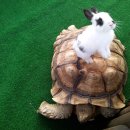 토끼와거북이 이미지