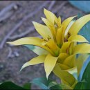 아나나스 이미지