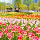 운정호수 공릉폭포 인근 | 파주 운정호수공원 튤립 실시간 개화현황 서울근교 경기도 4월 꽃구경 갈만한곳