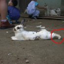 토끼발