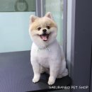 사쿠란보애견샵 부산대점 | 부산대애견미용/부산대 포메미용/부산 온천장 애견미용/사쿠란보애견샵/사쿠란보 애견샵 부산대점/도리