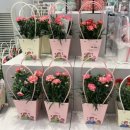 도심속작은자연flos