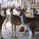 백두산농장 이미지