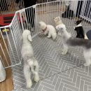 상희독스 아카데미 이미지