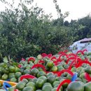 준이네농장 이미지