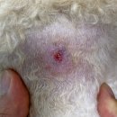 더 포레 동물병원 이미지