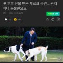 대통령 투르크 국견 선물받은거 동물원 보냈대;; 이미지