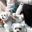 우리고 펫택시 이미지