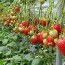 의지농장 이미지