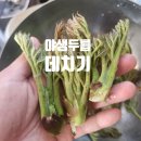 대영농약도매마트 | 두릅 데치기 종류 한근 가격