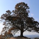 느티나무 일원 이미지