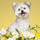 꽃보다 멍 | 행복한 말티푸 탄이의 꽃보다멍 강아지사진 by 파비에스튜디오