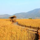 순천만습지 이미지