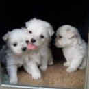 천지추 애견샵 이미지