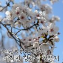 창원대학교 박물관 | 2026년 진해군항제 여좌천 경화역 창원대학교 벚꽃개화상황
