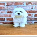 멍멍왈왈 이미지