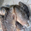 청송흑염소농장 이미지