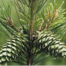 【잣나무】「 Korean Pine'」 이미지