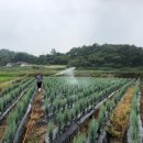 선녀농장 이미지