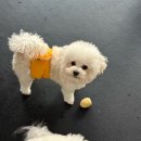 강산유치원 | 해운대 애견미용 잘하는 몽아띠! 해운대 애견 놀이방 애견 호텔까지!