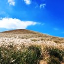 황금빛 | 제주 새별오름 황금빛 억새 여행후기 (11월 중순) — 주차·등산 난이도·꿀팁 총정리!