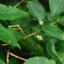 무주화원 이미지